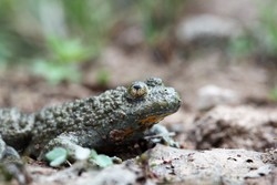 Gelbbauchunke aus dem Mattheiser Wald (Foto von Katja Bredimus)