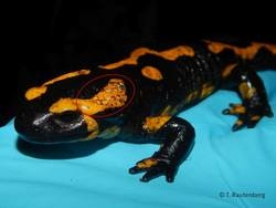 An Bsal erkrankter Feuersalamander aus Essen (Foto: Tobias Rautenberg)