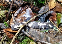 Toter Feuersalamander vom Watzbach bei Brandscheid, Rheinland-Pfalz (Foto: Norman Wagner)