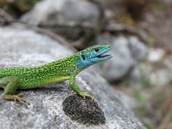 Westliche Smaragdeidechse (Lacerta bilineata). Foto: Dr. Ulrich Schulte