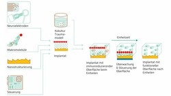 Schematische Darstellung der Lebenszyklen der Implantatoberflächen